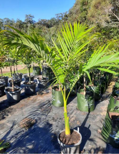 A Guide for Buying Palm Trees Online For Your Garden
