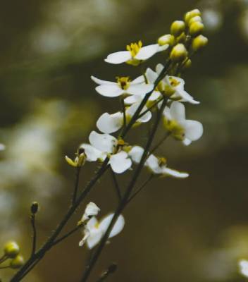 Six Low-Maintenance Plants that will be Perfect for Noosa Gardens